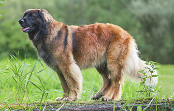10 необычных пород собак, о которых мало кто слышал