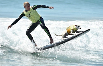 Видеофакт: В США состоялся фестиваль собак-серфингистов