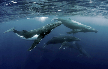 Биологи нашли место в океане, где киты обмениваются песнями