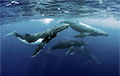Ученые заметили у китов способность следовать традициям