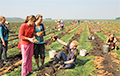 Белорусских студентов отправили работать в колхозы