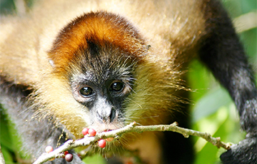 Ученые рассказали, почему обезьяны любят алкоголь