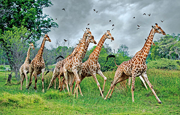 Ученые разгадали значение пятен жирафов