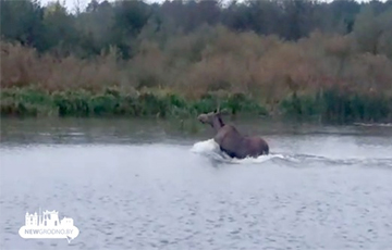 Гродненец снял на видео лося, переплывающего Неман