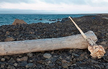 Ученые нашли гигантский рог «арктического единорога»