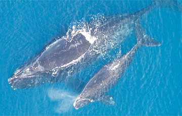 Ученые рассказали, почему киты в общении переходят на шепот
