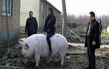 В Китае вырастили свинью размером с медведя