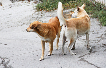 Pack Of Dogs Sets Up 'Curfew' In Several Villages Near Hrodna