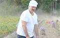 «Позорище полное»: Лукашенко снова занервничал из-за картошки