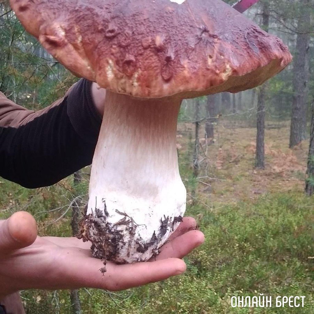 Белорус нашел. Самый большой гриб Боровик. Белый гриб великан. Самый большой в мире гриб Боровик. Гигантский белый гриб.