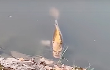 Видеофакт: в Китае обнаружили рыбу с человеческим лицом