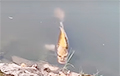 Відэафакт: у Кітаі выявілі рыбу з чалавечым тварам