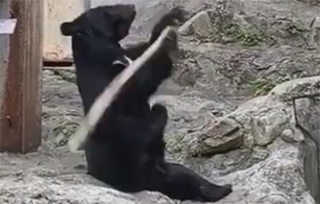 Відэахіт: Мядзведзь наважыў стаць майстрам баявых мастацтваў