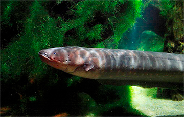 Видеохит: Электрический угорь зажег огни на рождественской елке