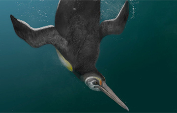 Найден предок современных пингвинов