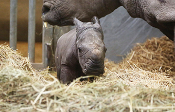 В Бельгии родился редчайший белый носорог