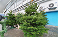 Какие цены на живые елки в Беларуси в 2021 году?
