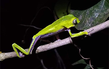 В Бразилии обнаружили редчайшую лягушку, которая не умеет прыгать