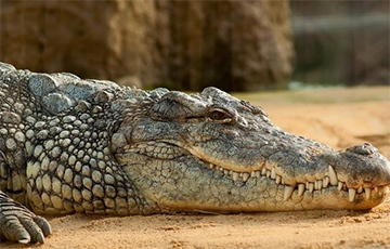 В Индии крокодил поселился среди монахов и стал вегетарианцем