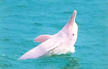 На видео попали редкие дельфины-альбиносы