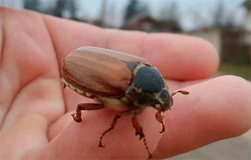 Фотофакт: В Беларуси проснулись майские жуки