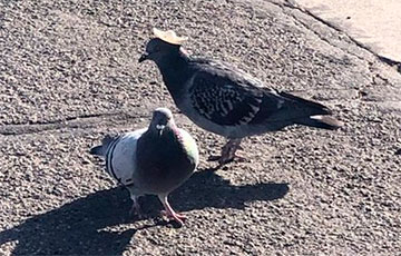 Фотофакт: В Неваде обнаружили голубей в сомбреро