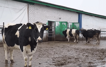 Belarusian Realities: Collective Farm Where They Earn $35 Per Month