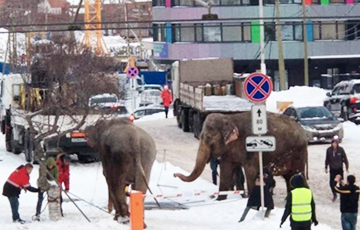 Видеофакт: в российском городе ловили слоних, сбежавших из цирка «на свободу»
