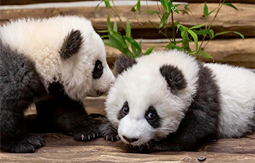 Берлинский зоопарк впервые показал маленьких панд-близнецов