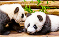 Берлинский зоопарк впервые показал маленьких панд-близнецов