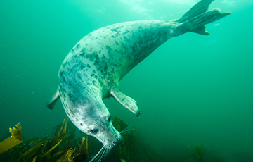 Видеохит: Тюлени «хлопают в ладоши» под водой