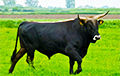 У Воранаўскім раёне раз'юшаны бык забіў працоўнага фермы