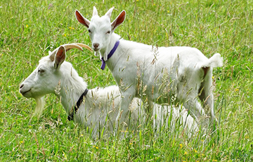 "Cows Don't Work Out, Lukashenko Is Switching To Goat Breeding."