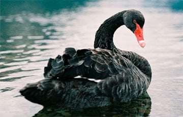 В КНДР начали массово разводить черных лебедей для употребления в пищу