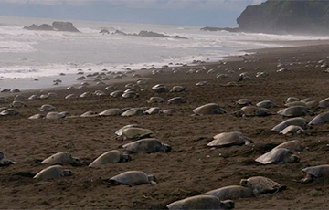Видеофакт: Черепахи облюбовали пляж на индийском побережье