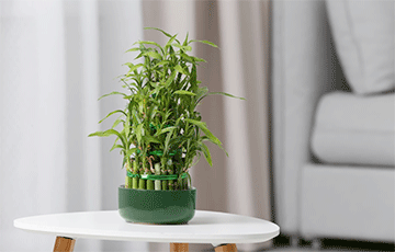 Ученые назвали лучшее растение для очистки воздуха