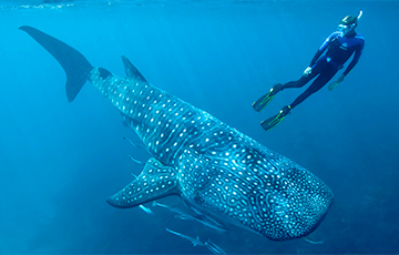 Ученые обнаружили неожиданные свойства у китовых акул