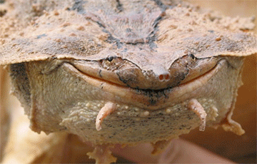 Ученые открыли новый вид черепахи: она «ехидно улыбается»