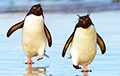 Школьники из Новой Зеландии нашли гигантского пингвина с длинными ногами