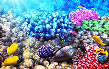 Коралловые рифы «придумали» уникальный способ защиты от палящего солнца
