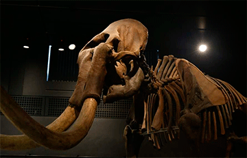 Навукоўцы знайшлі 300-тысячагадовага слана