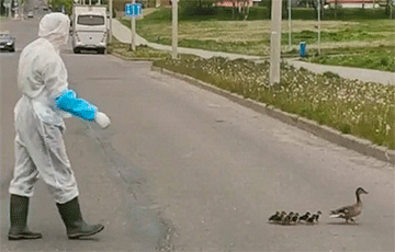 Видеофакт: В Молодечно врач в защитном костюме помог утятам перейти дорогу