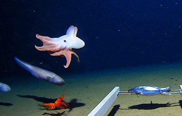 Ученые сфотографировали осьминога на рекордной глубине