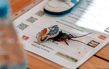 Фотофакт: В Минске появилось средство против таракана «Сашенька»