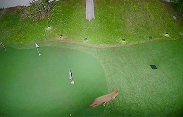 Видеохит: В Калифорнии появились койоты-гольфисты