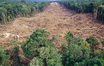В России «потеряли» миллиард гектаров леса