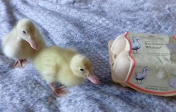 Фотофакт: Британка вырастила утят из магазинных яиц