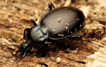 Американская студентка открыла сразу 18 новых видов жуков