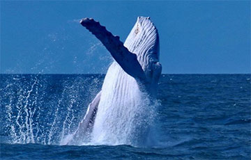 Ученые выяснили, как киты стали гигантами