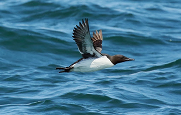 Ученые объяснили, как морские птицы путешествуют по воздуху и воде